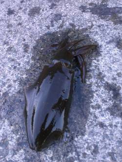 白木でのエギング釣果