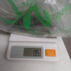 白木でのエギング釣果