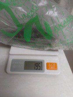 白木でのエギング釣果