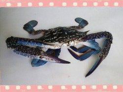 久美浜　追い風の中でのエギング＆シーバス釣行　