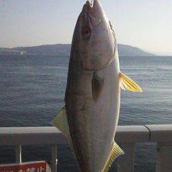 大蔵海岸、ジグをキャストして5投目に見事にツバスがヒット