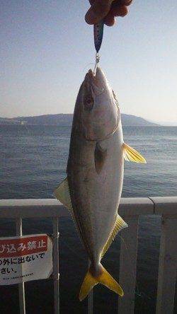 大蔵海岸、ジグをキャストして5投目に見事にツバスがヒット