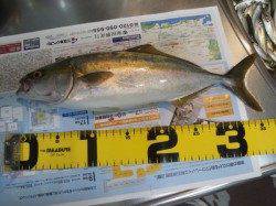 大蔵海岸、ジグをキャストして5投目に見事にツバスがヒット