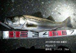 円山川、シーバスゲーム　〜良サイズが出ています〜