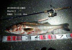 円山川、シーバスゲーム　〜良サイズが出ています〜