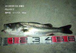 円山川、連日シーバスがあがっています！