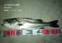 円山川、連日シーバスがあがっています！