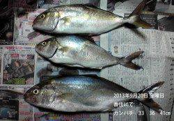 香住でシオを３匹！