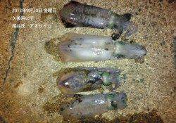 久美浜でアオリイカの釣果