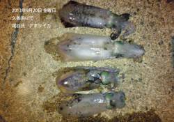 久美浜でアオリイカの釣果
