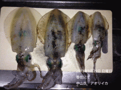 香住でアオリイカ胴長～18cm
