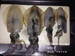 香住でアオリイカ胴長～18cm