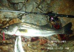 77cmのシーバスをキャッチ！ in 円山川