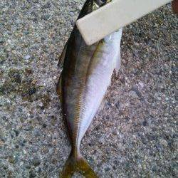 北公園　ちょい投げでカワハギ・アジ・キス☆