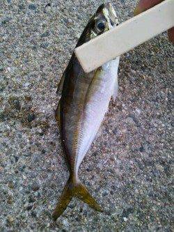 北公園　ちょい投げでカワハギ・アジ・キス☆