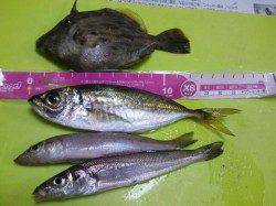 北公園　ちょい投げでカワハギ・アジ・キス☆