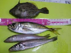 北公園　ちょい投げでカワハギ・アジ・キス☆…