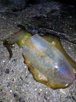 明石港　強風の中エギングでアオリイカ2ハイ！　30分で納竿