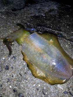 明石港　強風の中エギングでアオリイカ2ハイ…