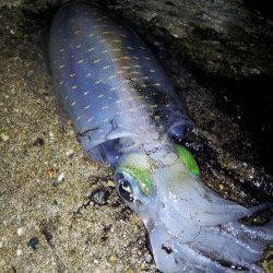 明石港　強風の中エギングでアオリイカ2ハイ！　30分で納竿