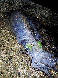 明石港　強風の中エギングでアオリイカ2ハイ！　30分で納竿