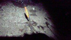 新井崎でエギング、コンスタントに釣れました