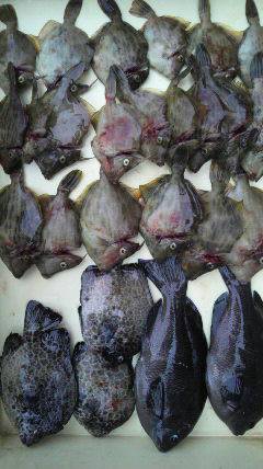 岸和田一文字　イシゴカイを餌にカワハギ＆グ…