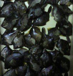 岸和田一文字　イシゴカイでカワハギ〜16.5cmを数釣り