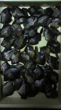 岸和田一文字　イシゴカイでカワハギ〜16.…