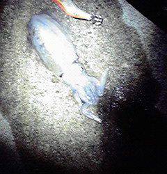 新井崎でエギング、コンスタントに釣れました