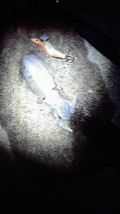 新井崎でエギング、コンスタントに釣れました…