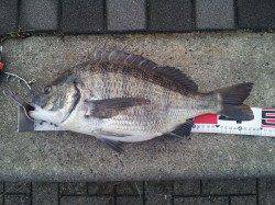 舞洲　朝のフカセ釣りでチヌ〜49.5cmの好釣果☆