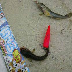 泉佐野　ちょい投げでハゼ24匹 二連もあり入れ食い☆