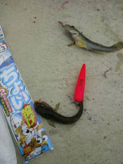 泉佐野　ちょい投げでハゼ24匹 二連もあり…