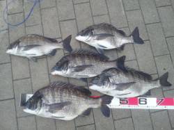 舞洲　朝のフカセ釣りでチヌ〜49.5cmの…