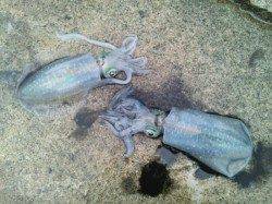 香住東港、状況は悪いですがアオリは元気でした