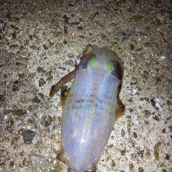 明石港　2時間のエギングでアオリイカ3バイ