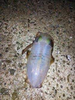 明石港　2時間のエギングでアオリイカ3バイ