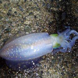 明石港　2時間のエギングでアオリイカ3バイ