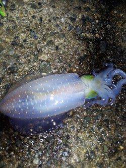 明石港　2時間のエギングでアオリイカ3バイ