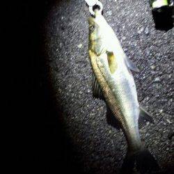 舞洲　チニングでチヌ・キビレ狙いもシーバスがヒット