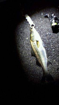 舞洲　チニングでチヌ・キビレ狙いもシーバスがヒット