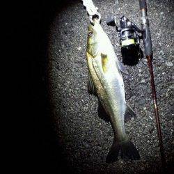 舞洲　チニングでチヌ・キビレ狙いもシーバスがヒット