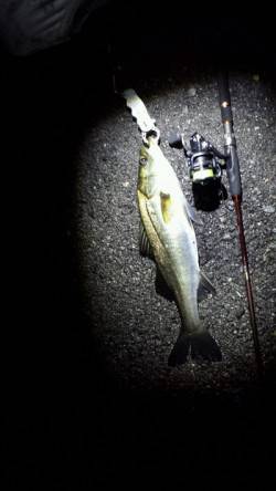 舞洲　チニングでチヌ・キビレ狙いもシーバス…