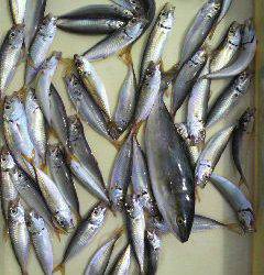 沖一文字北 、サビキ&ルアーで青物！