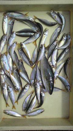 沖一文字北 、サビキ&ルアーで青物！