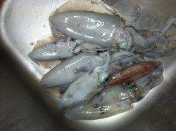 舞子のエギング　ボトムでマシなサイズがきました