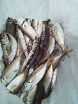 舞洲のアジ、サイズがかなり大きくなってきて…