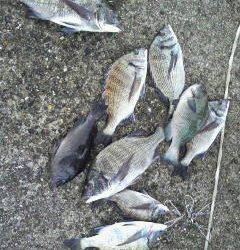 旧一文字赤灯、紀州釣りでのチヌ・グレの釣果です