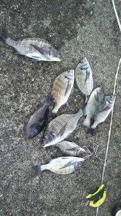 旧一文字赤灯、紀州釣りでのチヌ・グレの釣果です